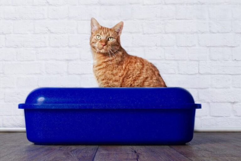 Cat Litter Box 101 how to clean a cat litter box