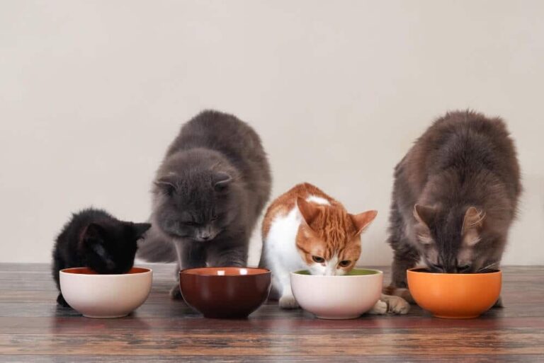 How Long Can Cats Go Without Food? [Every Detail You Should Know]
