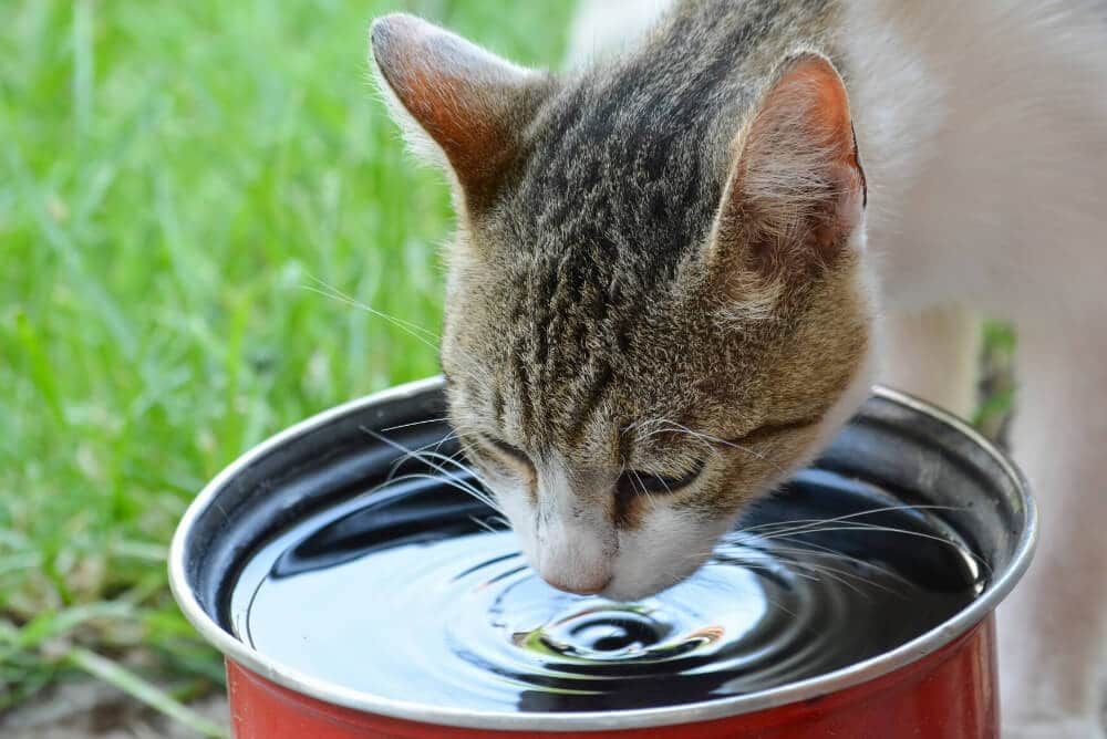 How Long Can Cats Go Without Food? [Every Detail You Should Know]