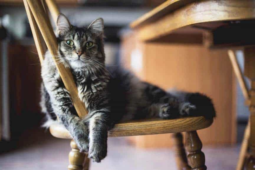 How To Keep Cats Off Furniture