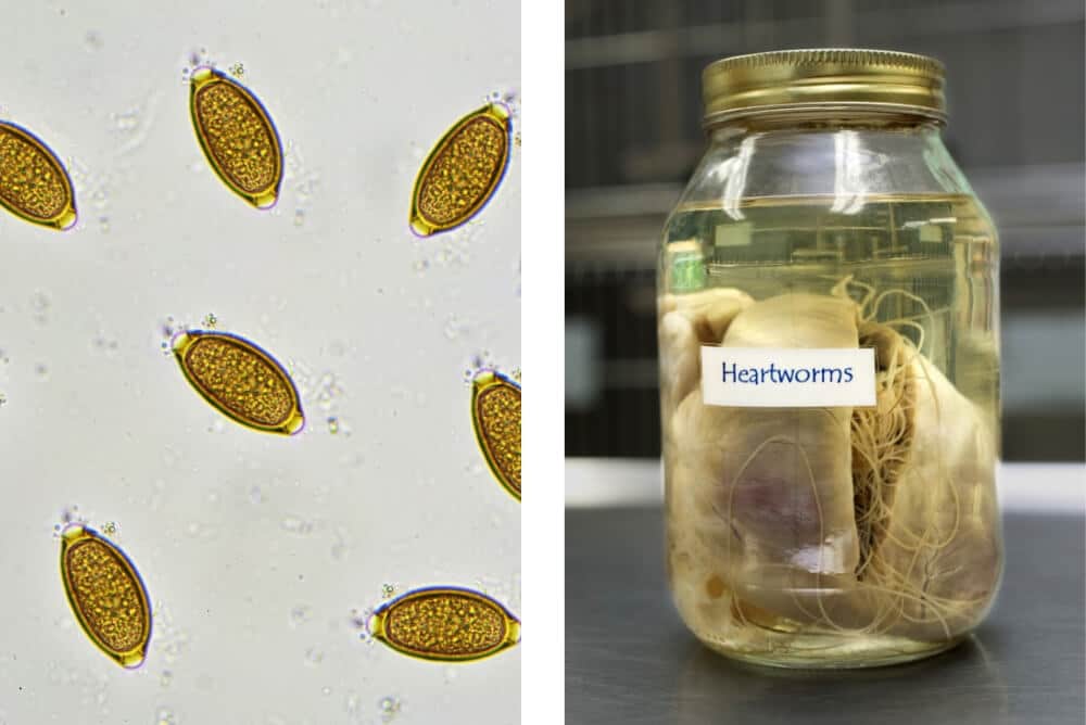 How to Deworm a Cat - Whipworms and Heartworms