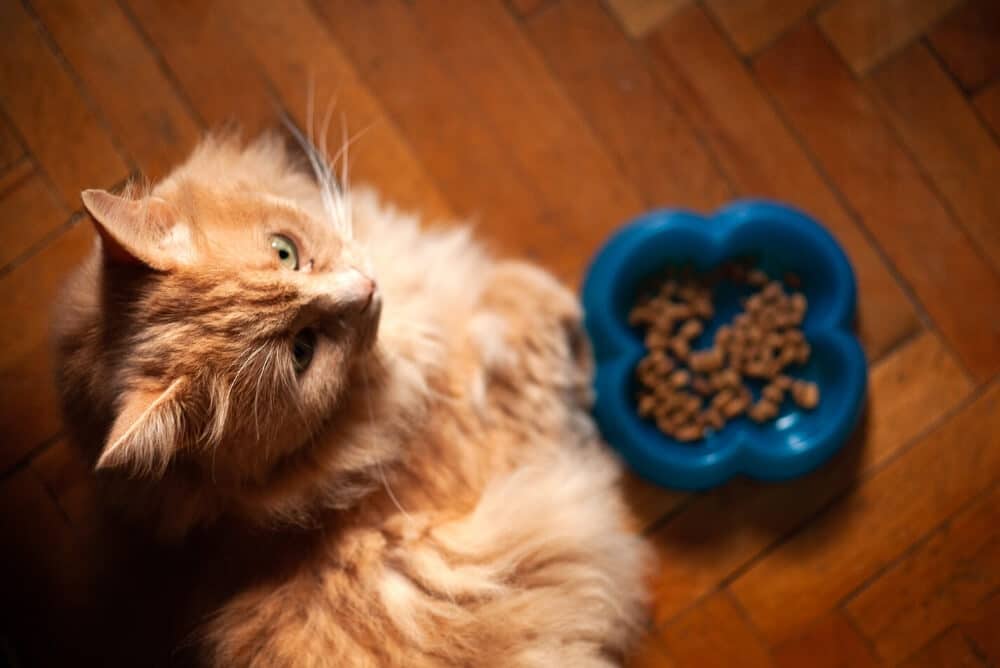 How Long Can Cats Go Without Food? [Every Detail You Should Know]