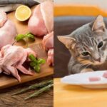 can-cats-eat-raw-chicken