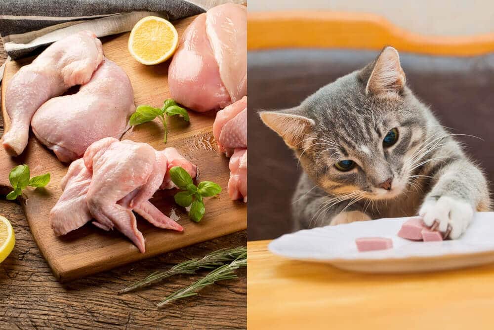 Can Cats Eat Raw Chicken? - Answered in Detail - Happy ...