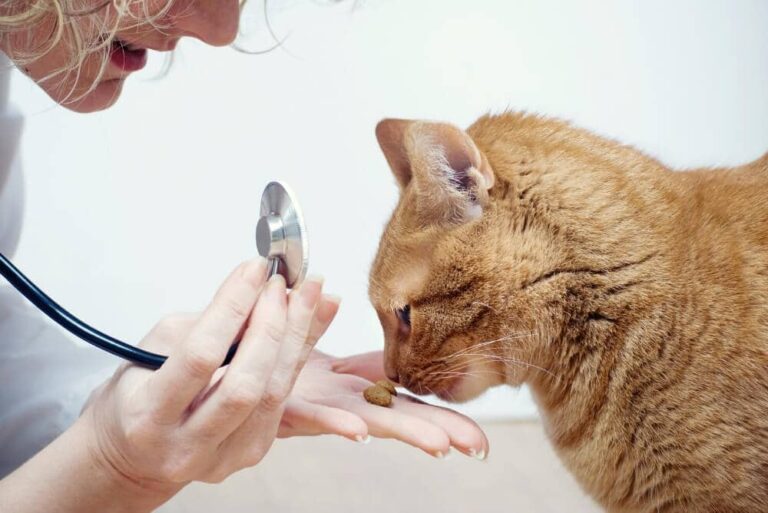 How to Deworm a Cat Why and When? Happy Cats Life