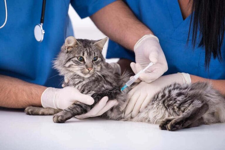 How to Deworm a Cat Why and When? Happy Cats Life