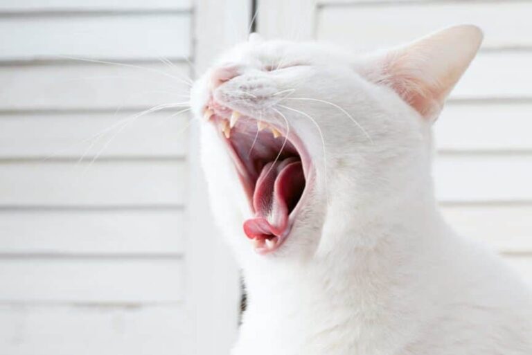Why Do Cats Leave Their Mouth Open? Happy Cats Life