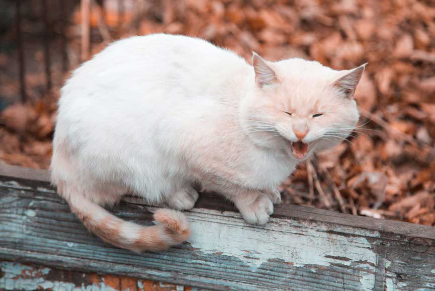 respiratory-diseases-and-infections-in-cats