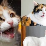 why-do-cats-leave-their-mouth-open