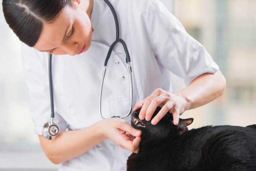 cat-dental-disease-treatment