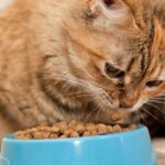 cat-not-eating-much-but-acting-normal