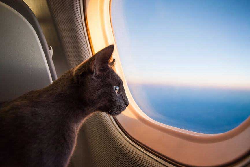 cat-travel-in-air