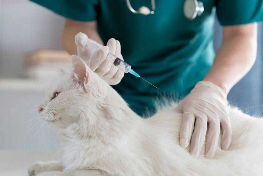 cat-vaccination