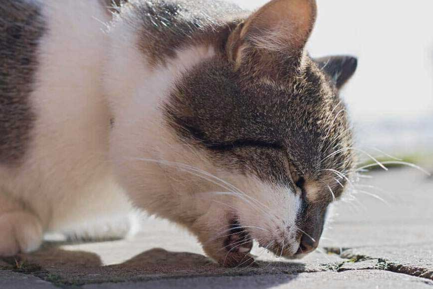 Dry Heaving in Cats Symptoms, Causes and Cures