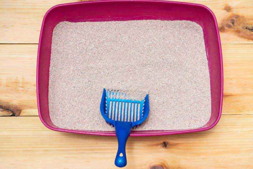 Cat Litter Box 101 – Maintenance