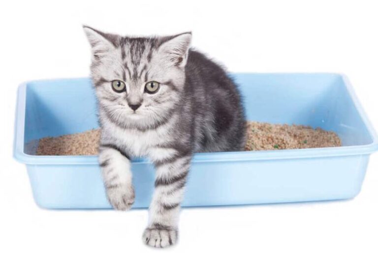 Cat Litter Box 101 Maintenance, How Often, and How To Clean
