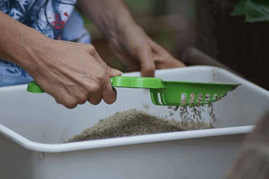 How Often to Scoop Litter Box