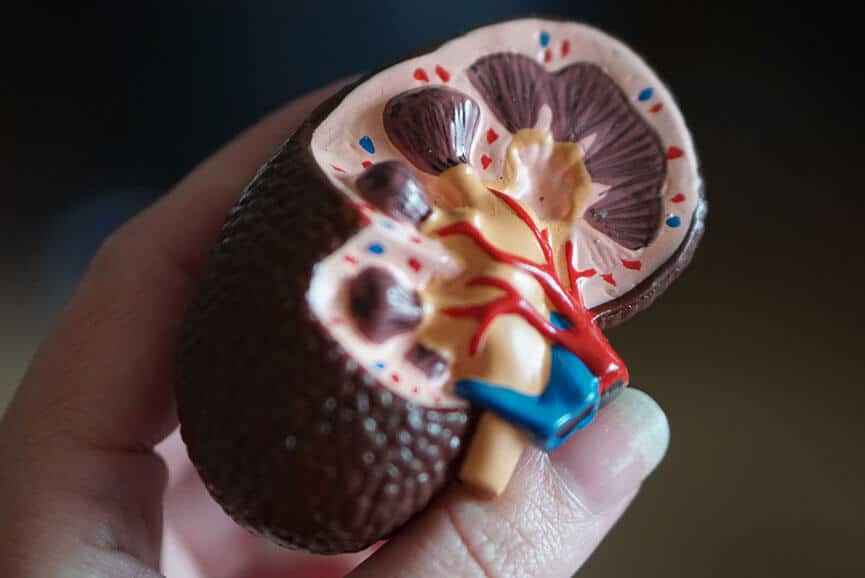 cat-and-kidney-disease