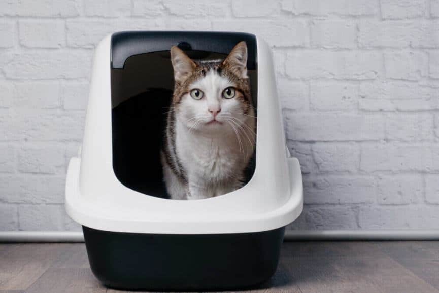 Where to Place the Litter Box