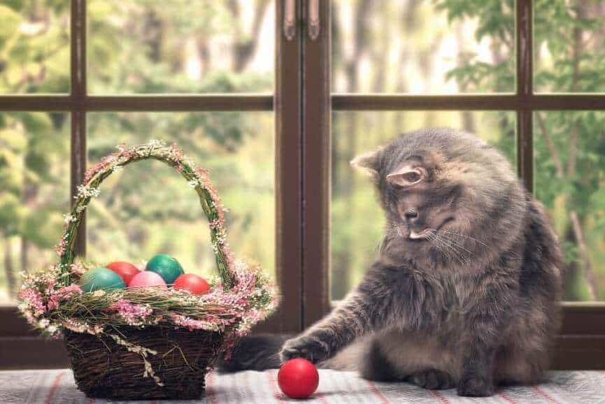 cat playing ball in the room