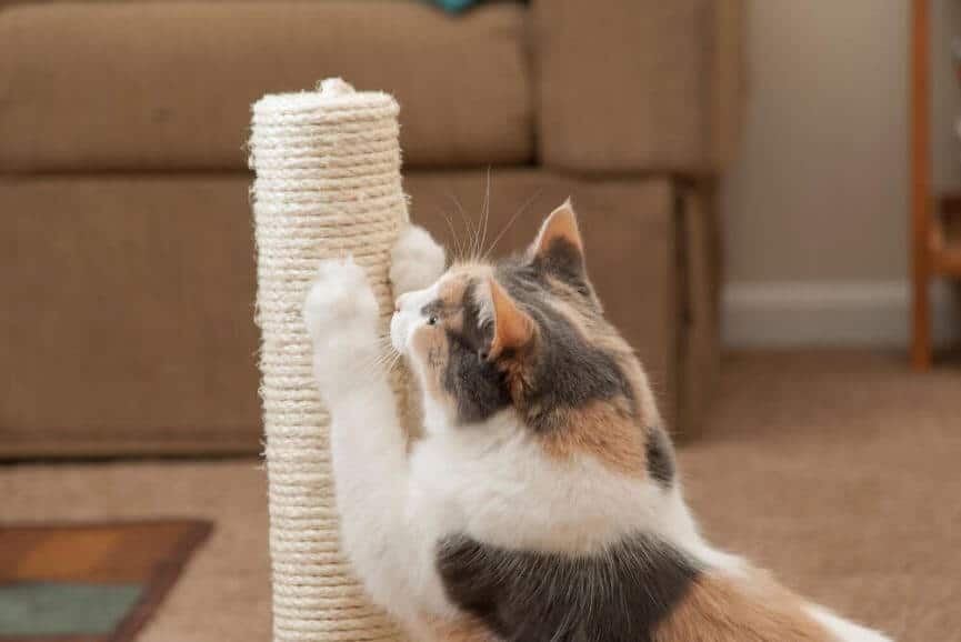 cat scratching post