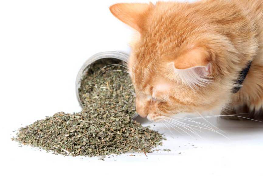 catnip for cats