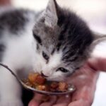 How To Force Feed A Cat