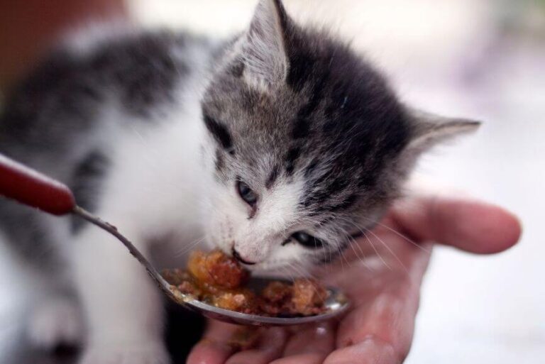 How To Force Feed A Cat